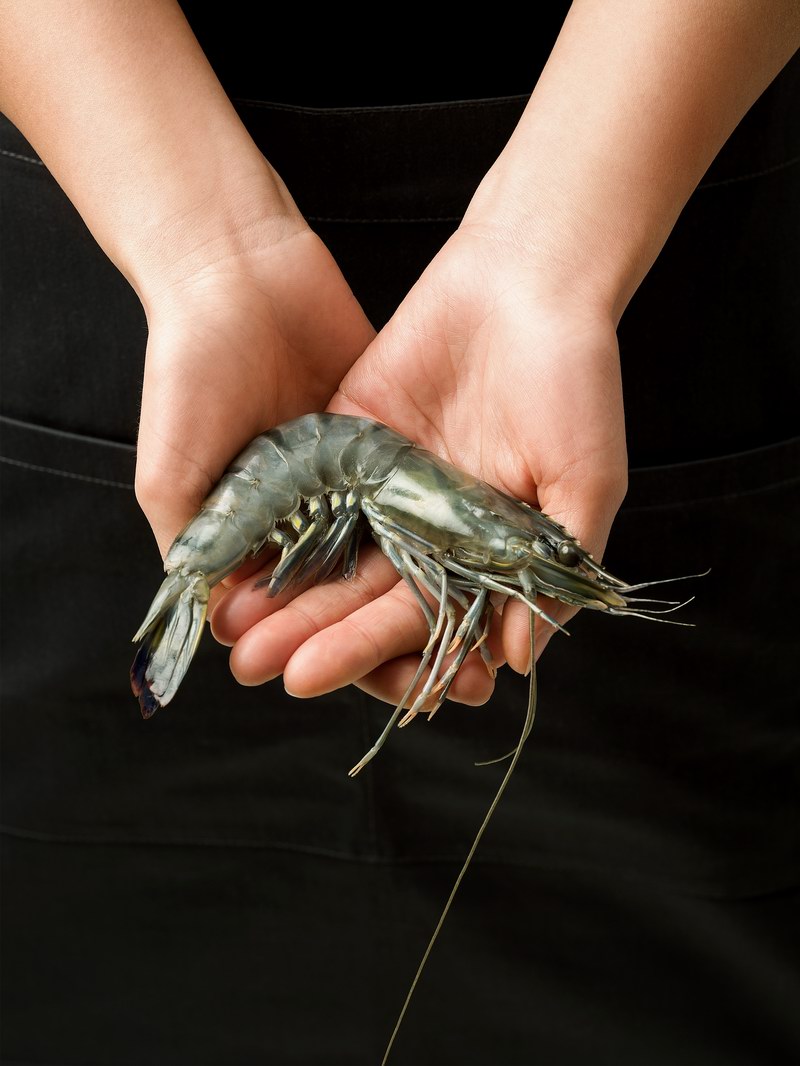 Black tiger shrimp