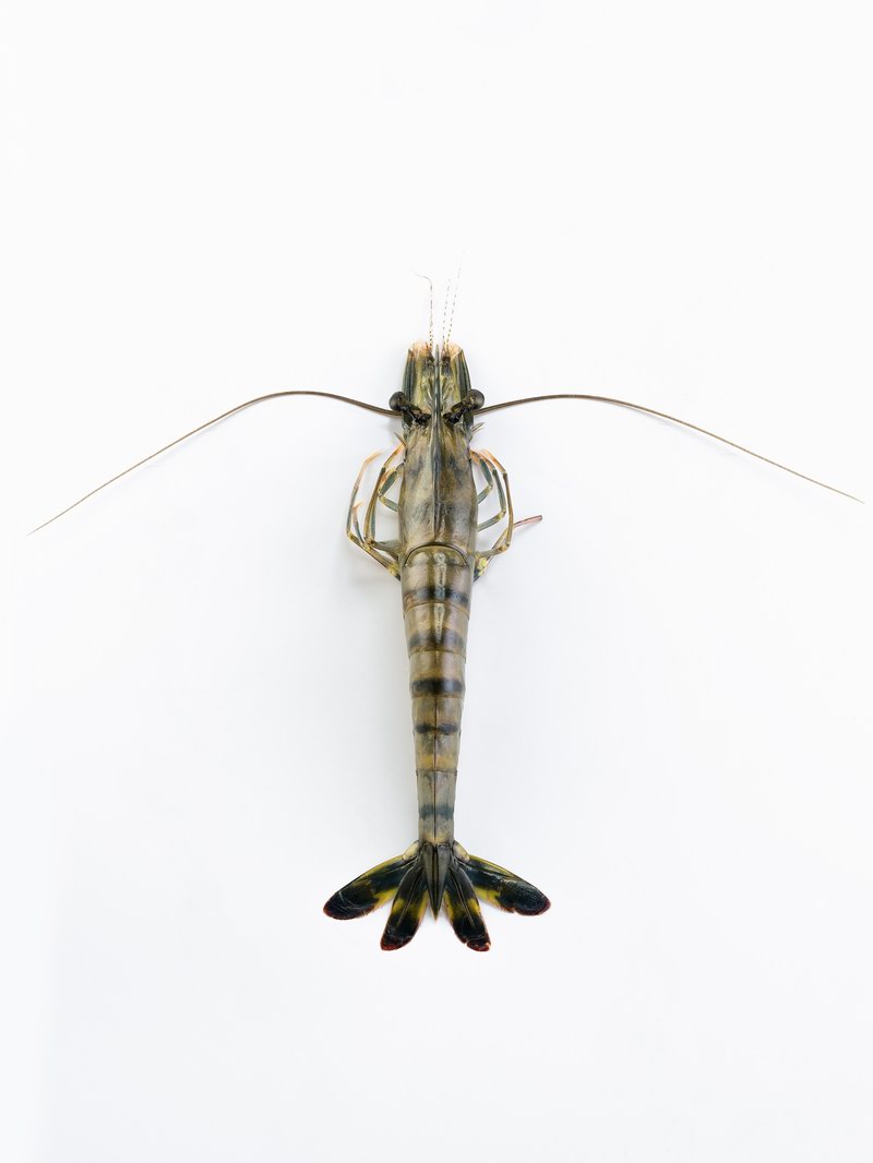 Black tiger shrimp